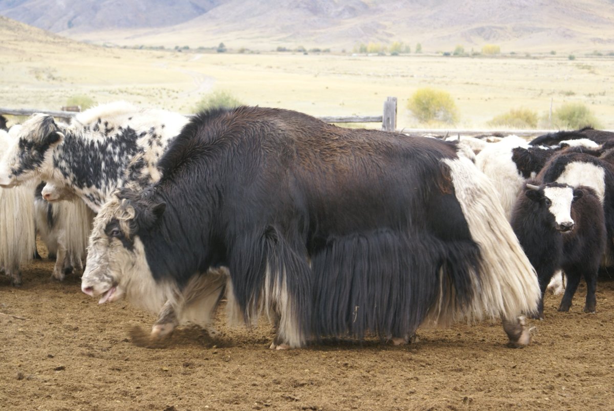Як монгольский бык