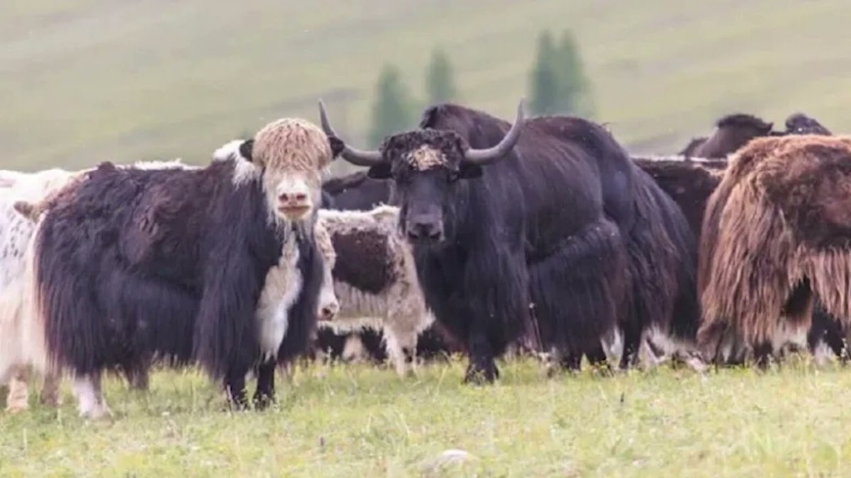 Як Алтайский