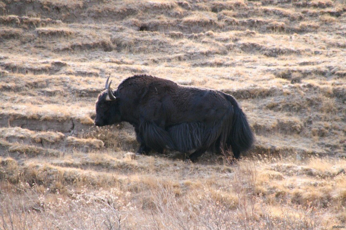 Сарлыки Киргизия