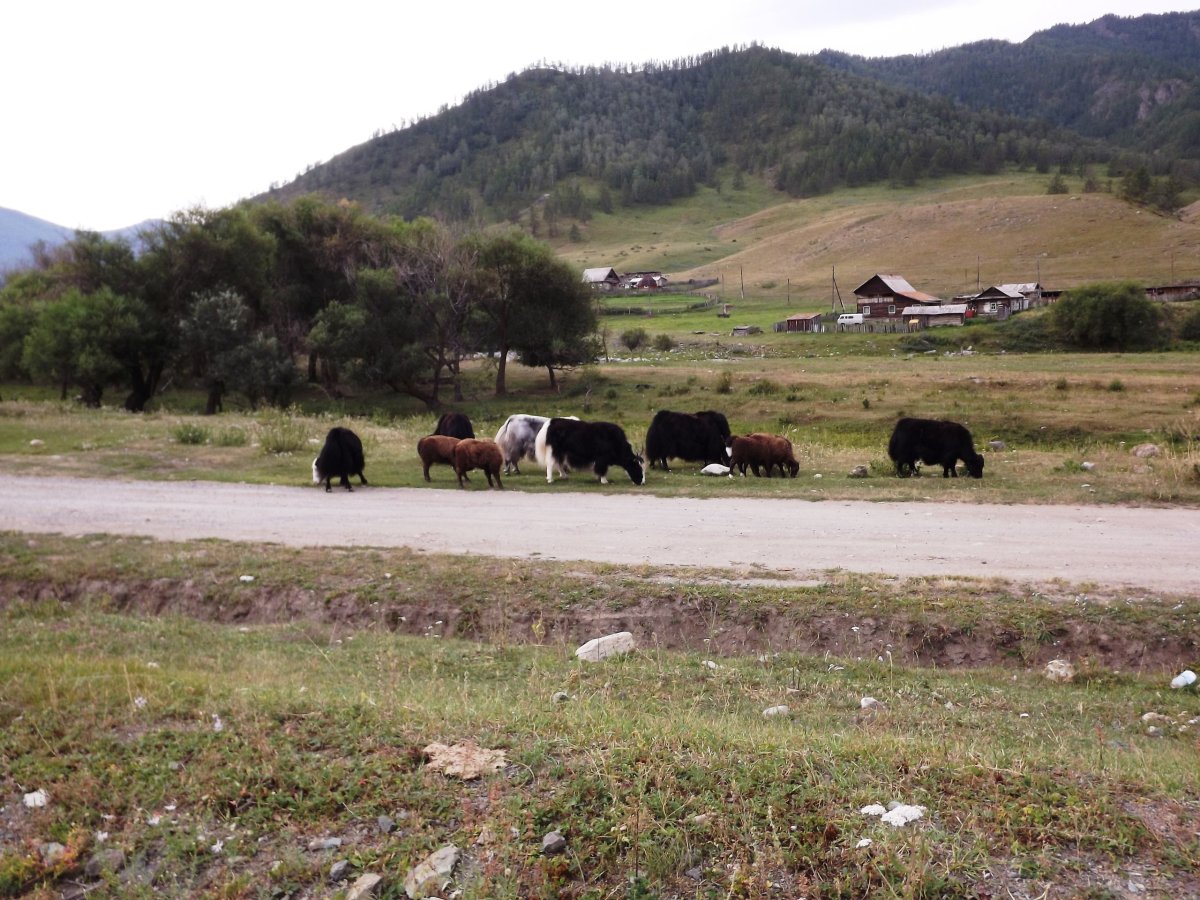 Хайнак Сарлык