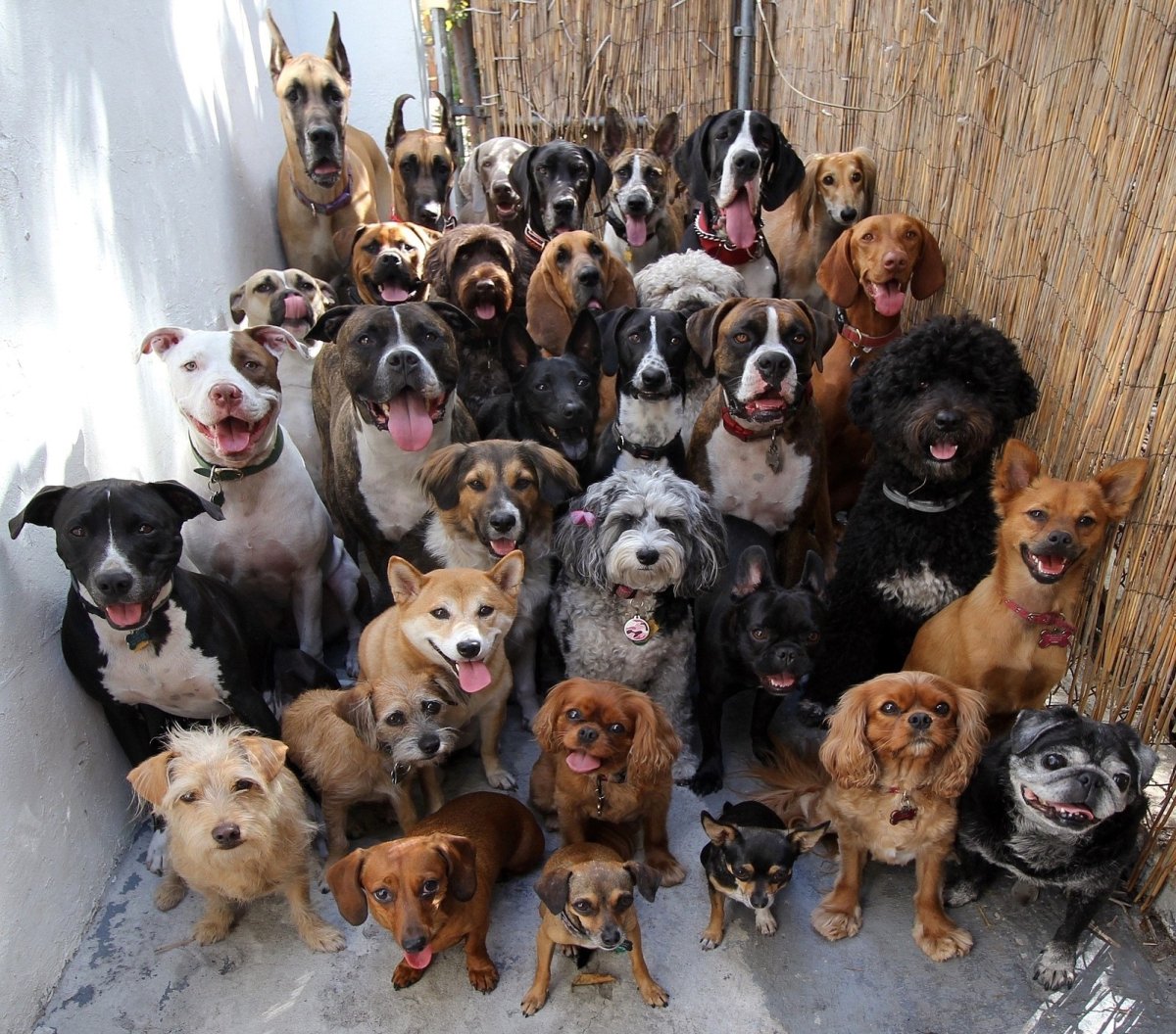 Собака тибетский мастиф