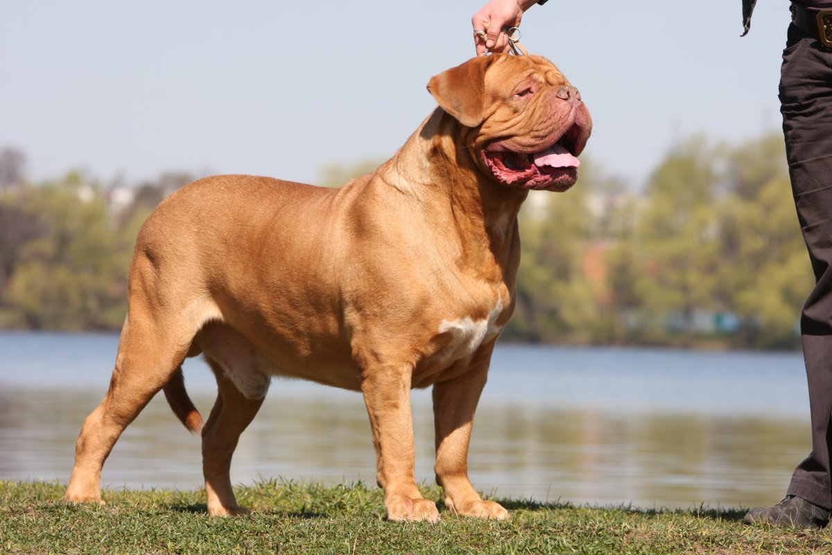 Порода собак булли