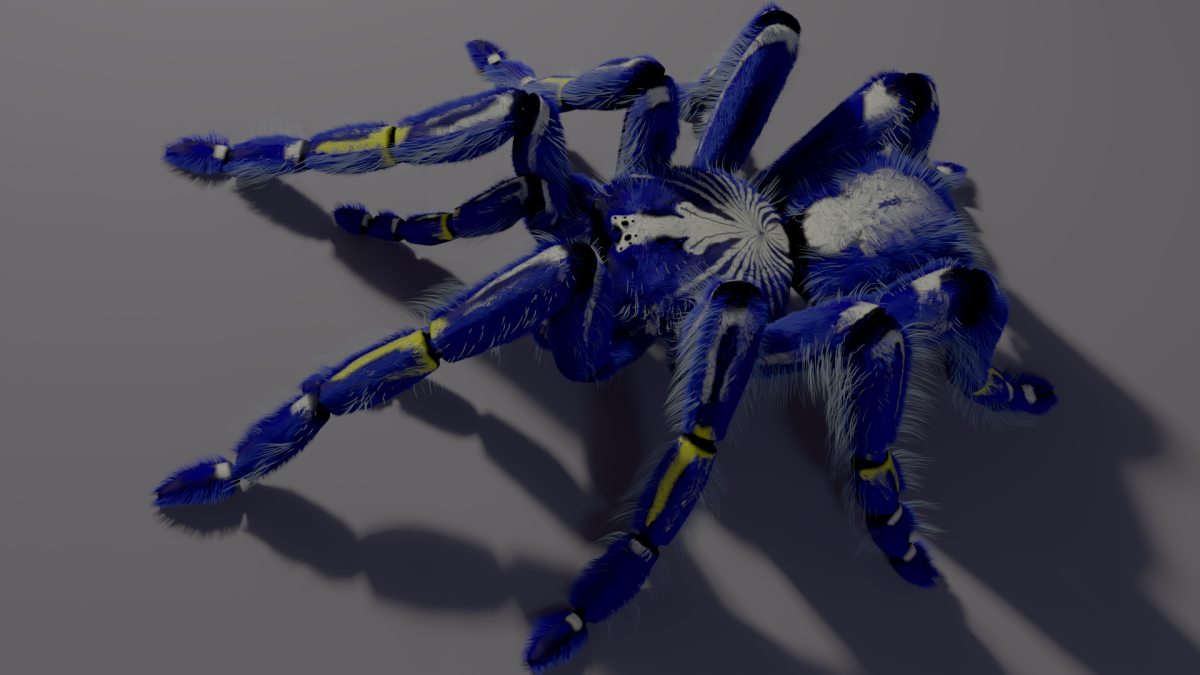 Паук на Камне