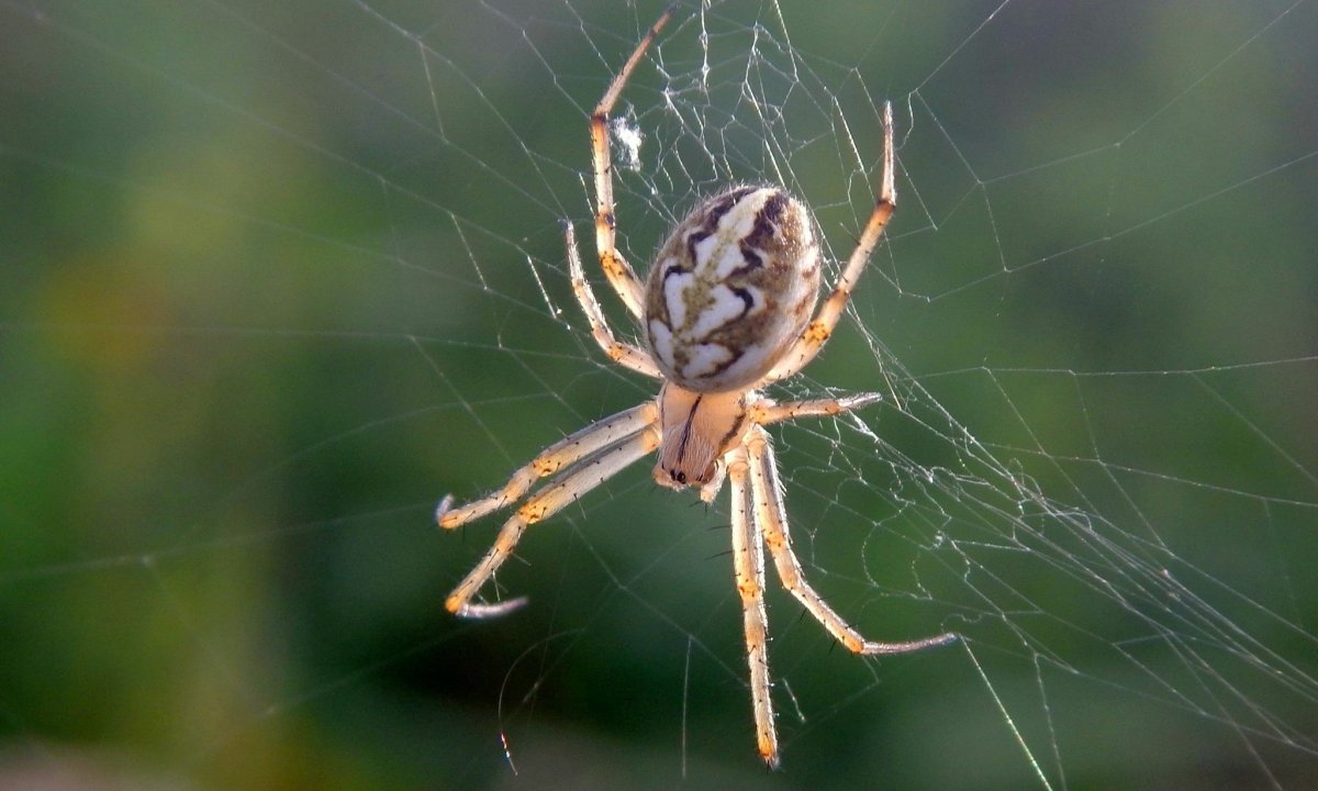 Паукообразные Арахниды