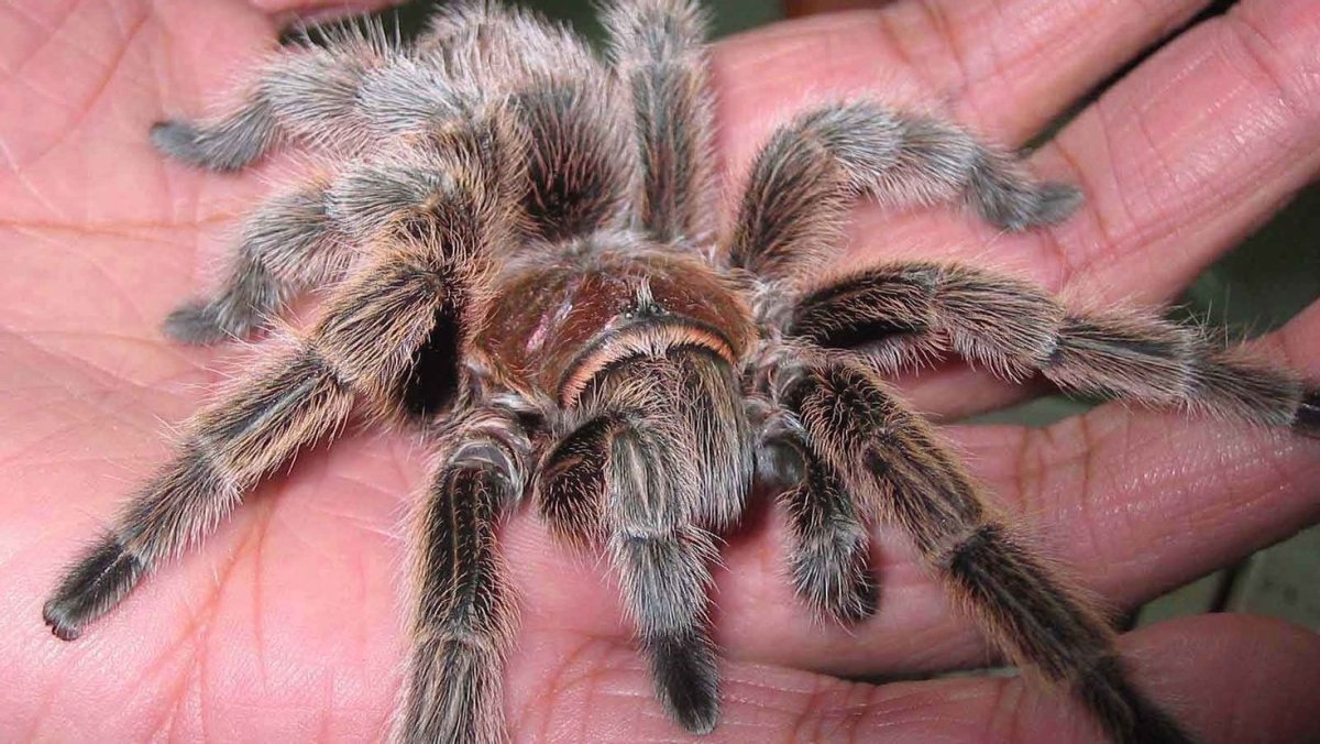 Страшный паук на столе