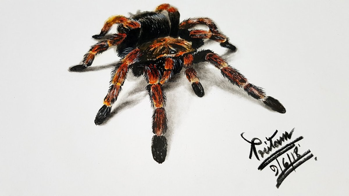 Grammostola mollicoma