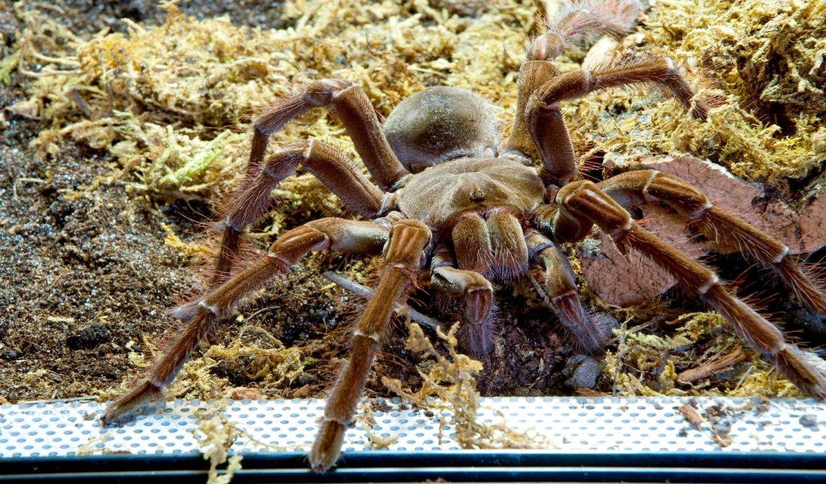 Крестовик зеленый паук зеленый Россия