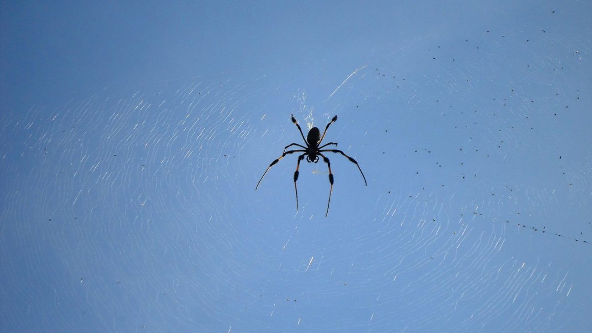 Паучок на паутинке