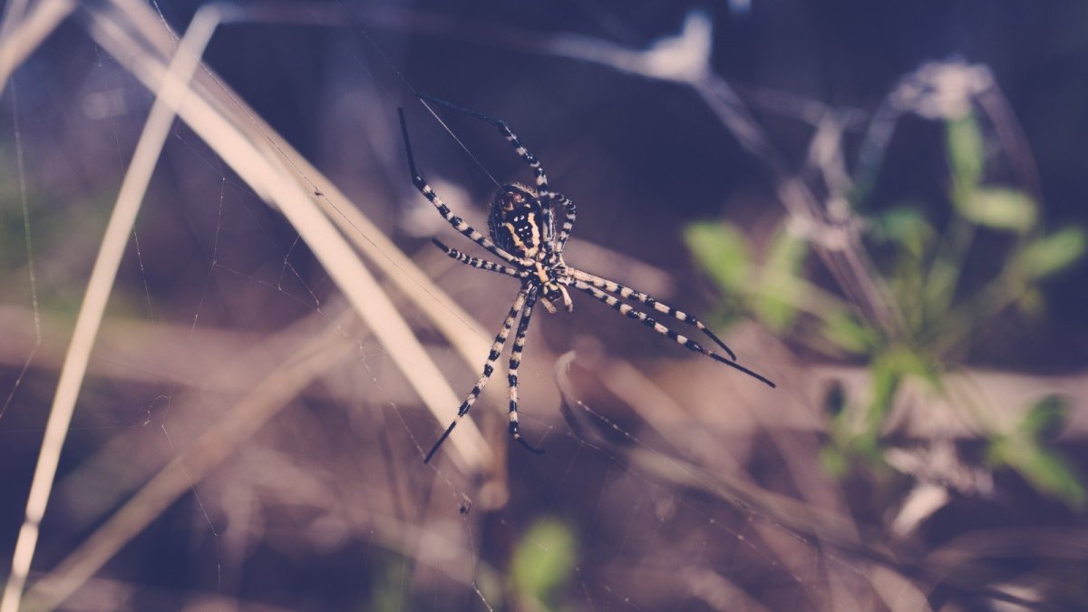 Крылатый паук