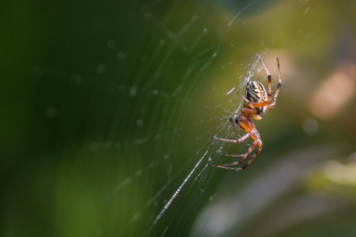 Насекомые в паутине