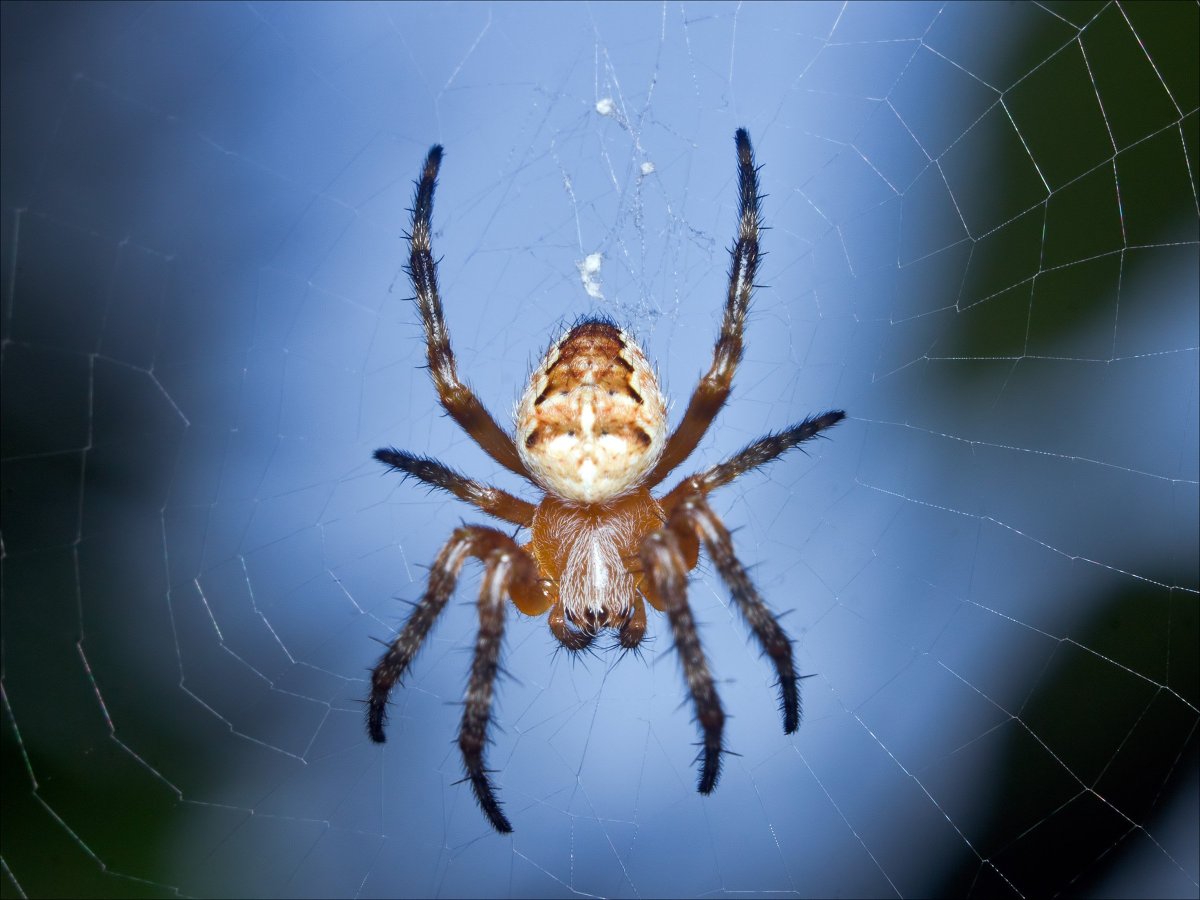 Pterinochilus murinus укус