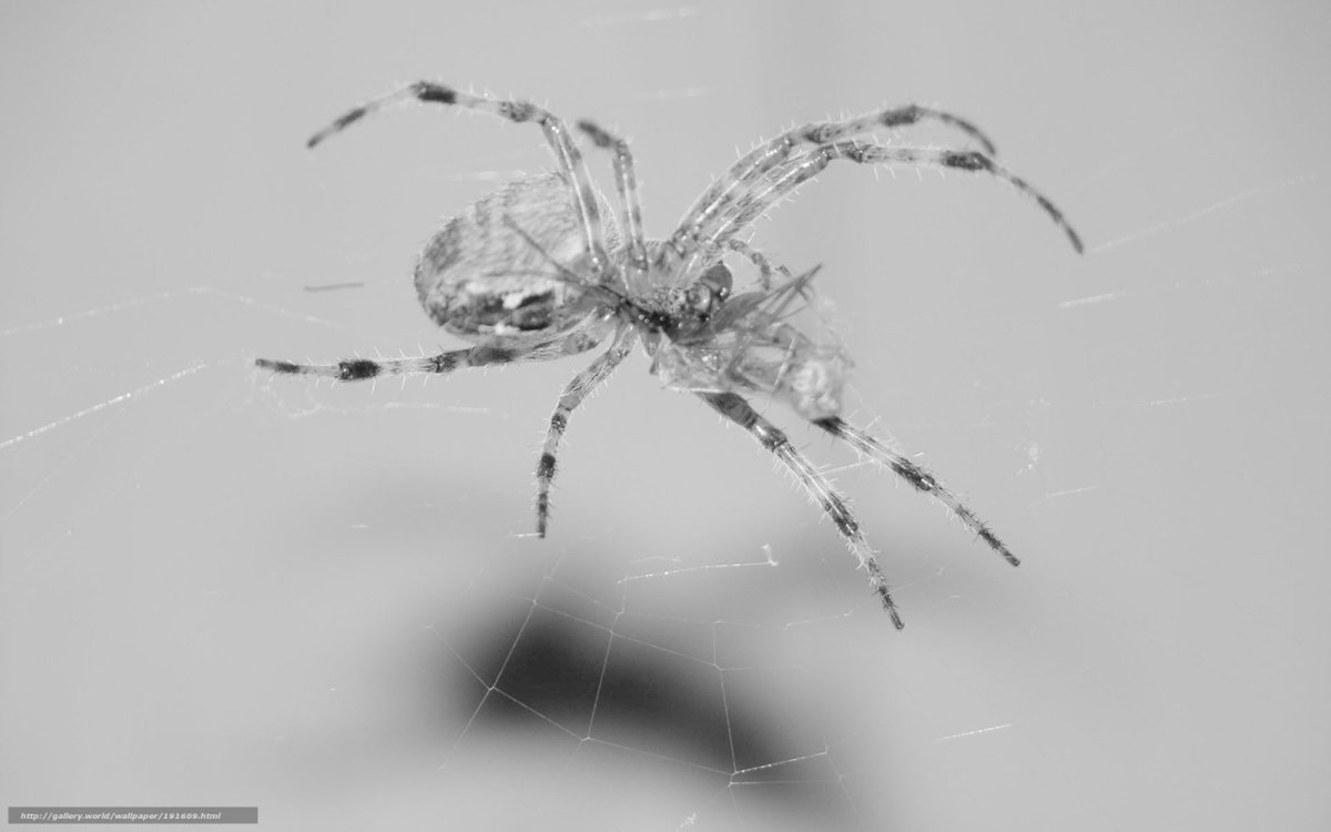 Паук крестовик