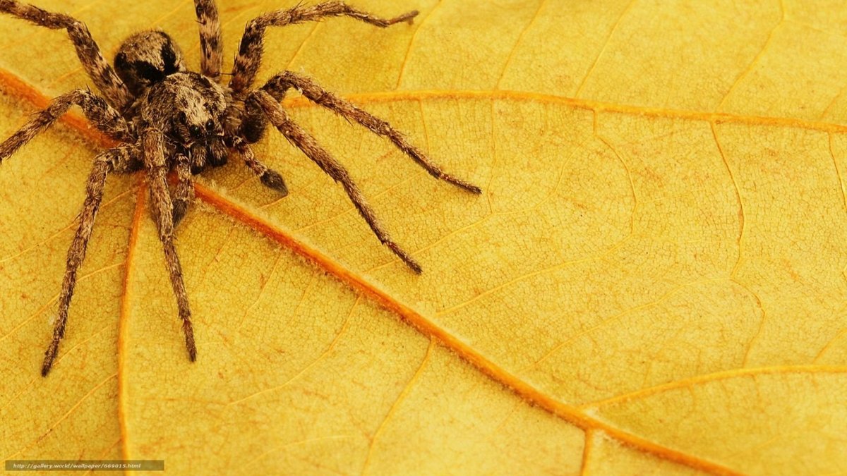 Эстетичные насекомые пауки