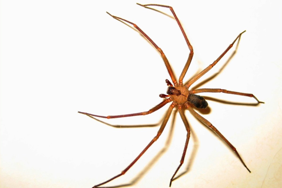 Тарантул арт