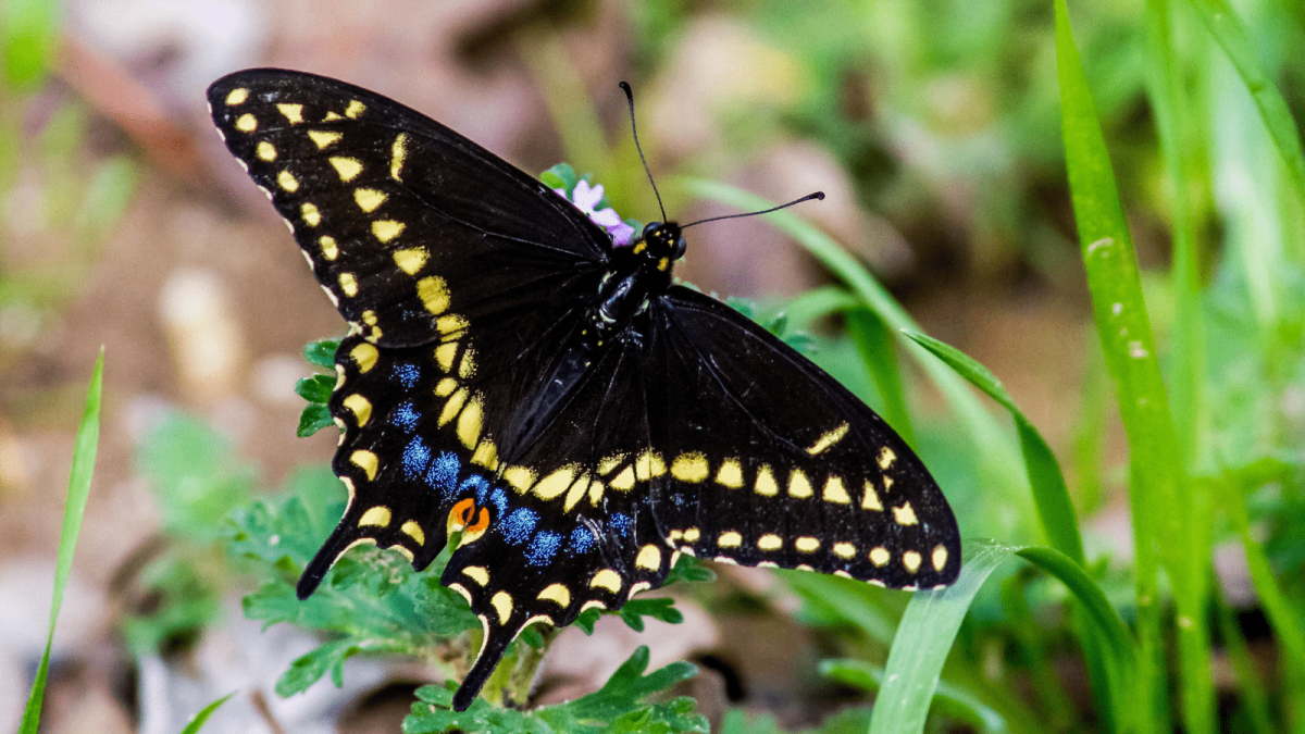 Бабочка тигровый парусник