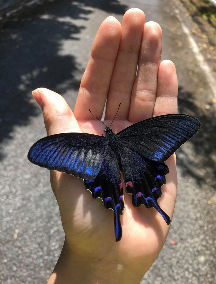 Giant Swallowtail бабочка