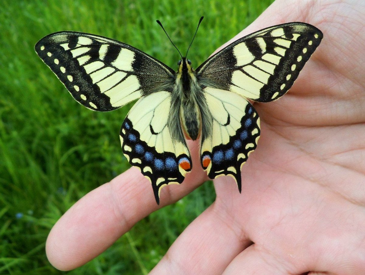 Насекомые бабочки Махаон