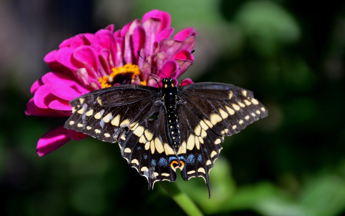 Черный Махаон (Black Swallowtail) гусеница
