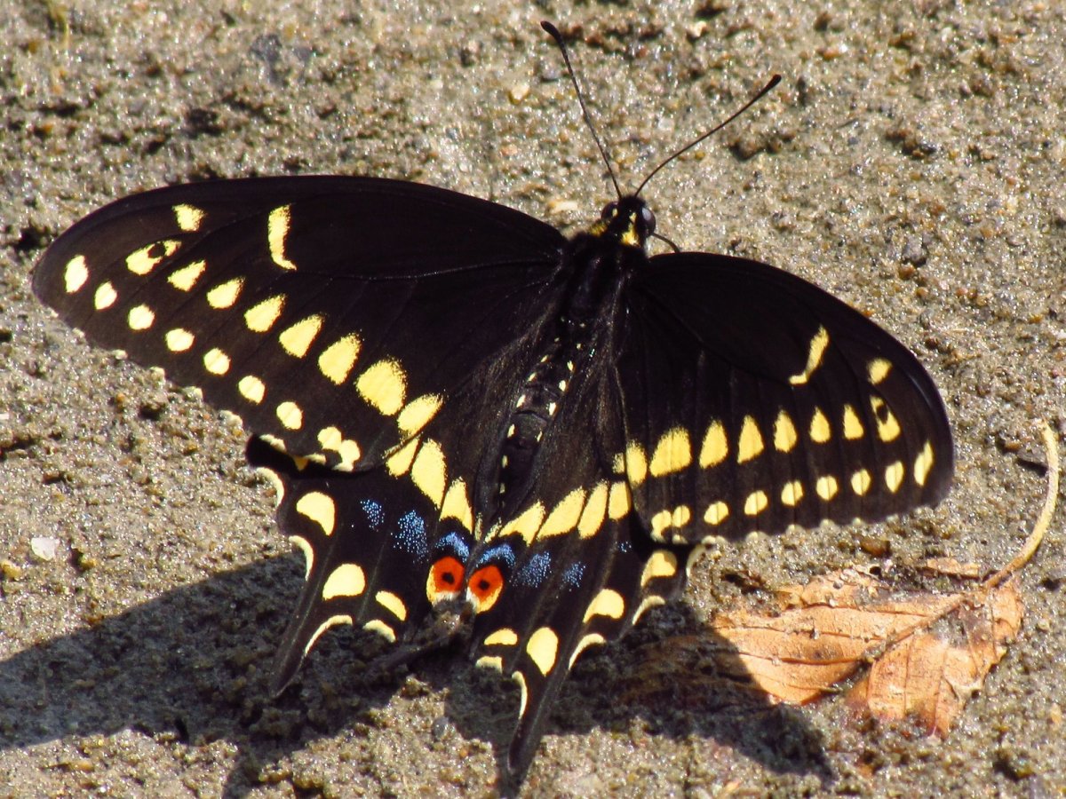 Papilio Polyxenes бабочка