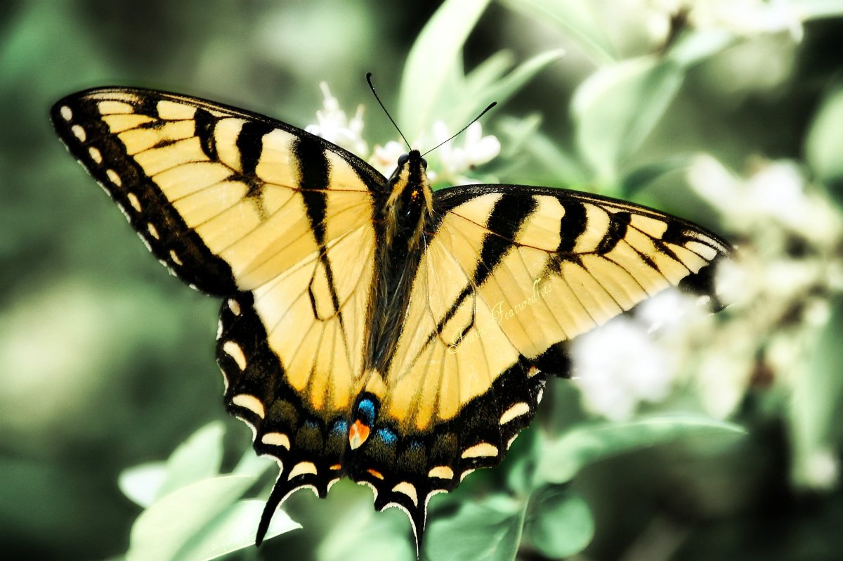 Махаон бабочка размер