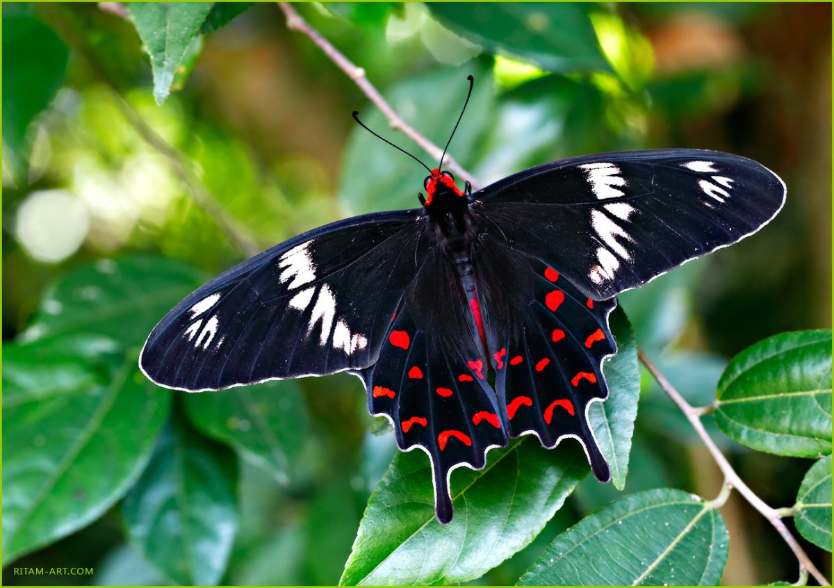 Papilio canadensis