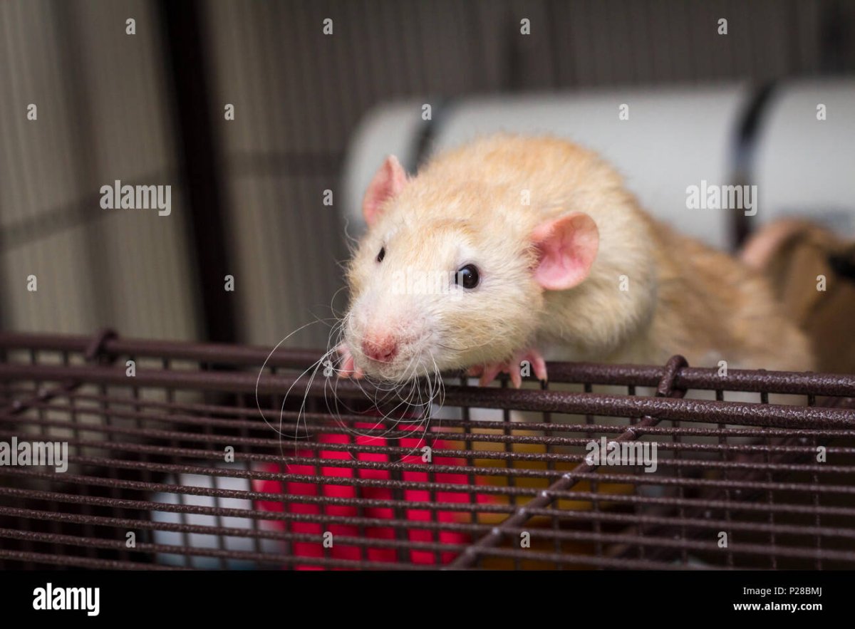 Крыса ушастая Волгоград