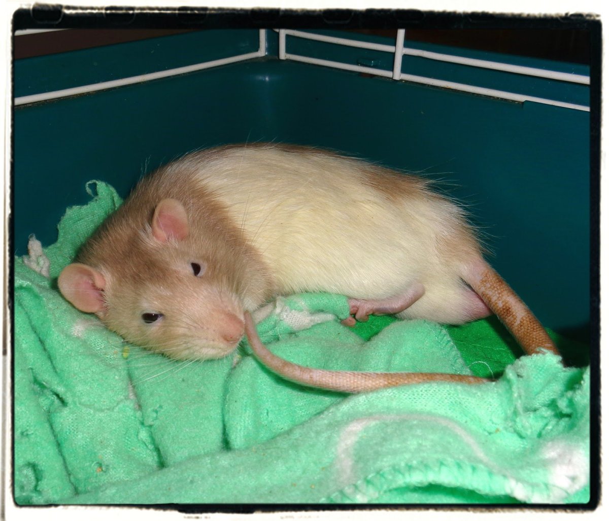 Крыса фавн Дамбо