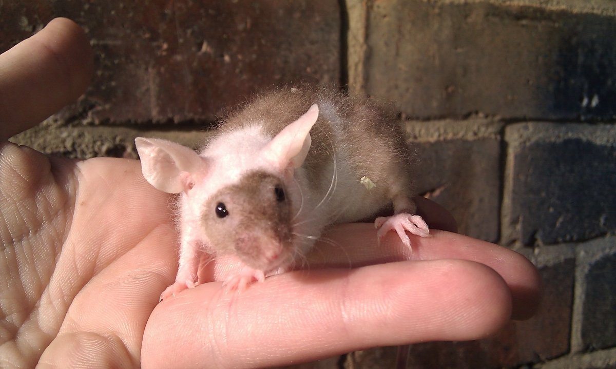 Диабло козлоногие