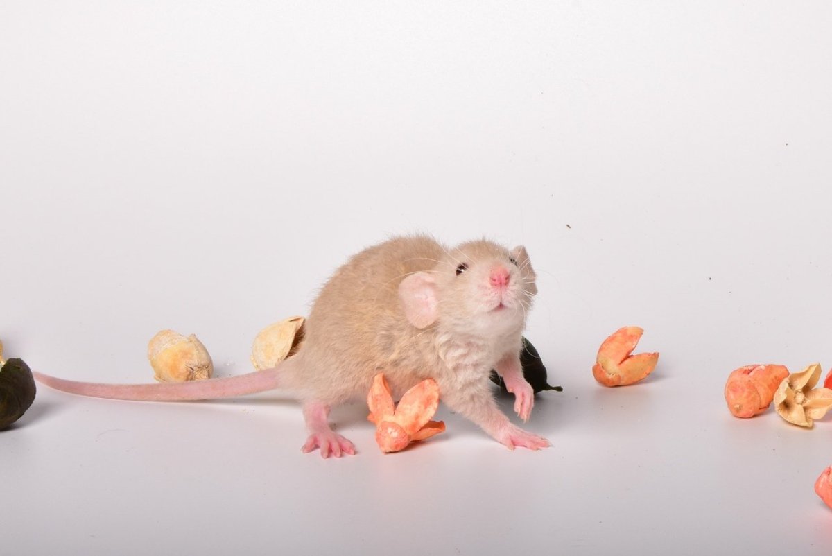 Питомник декоративных крыс Ромашка