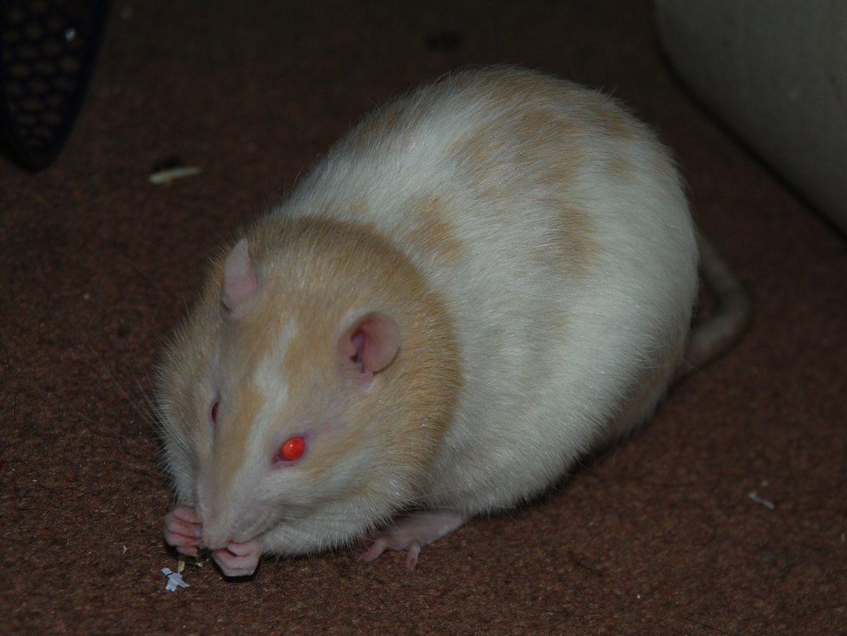 Крыса фавн Дамбо