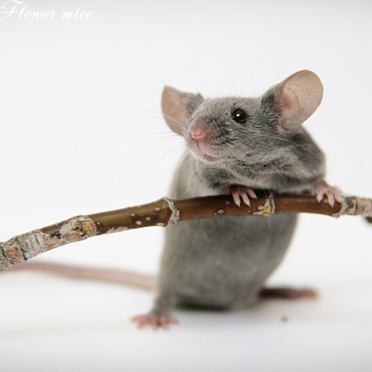 Горный дух Кобольд