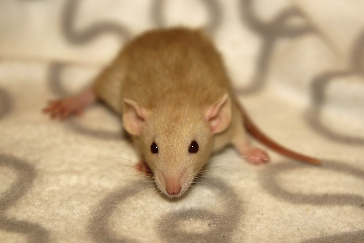 Крысята Дамбо фавн