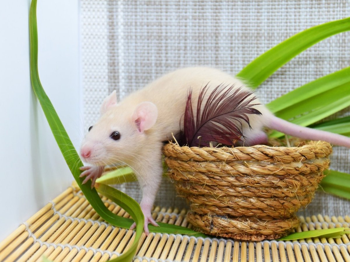 Крысята фавн