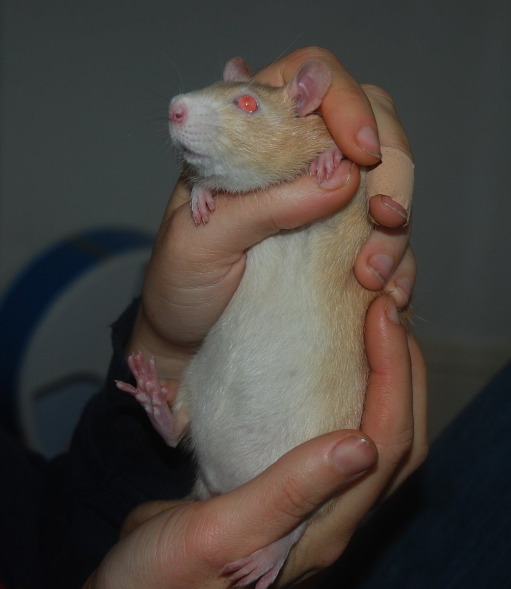 Крыса Дамбо фавн топаз