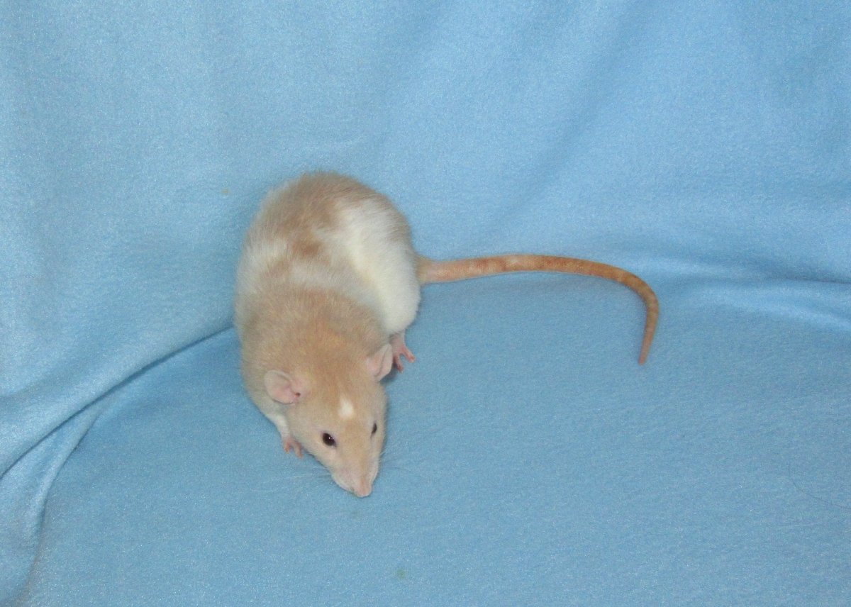 Крыса фавн