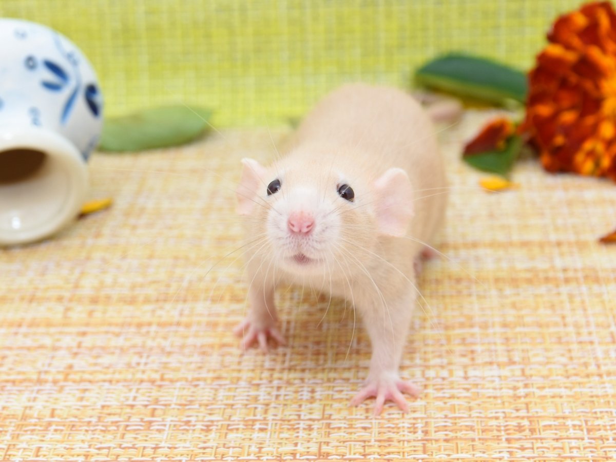 Крыса с ромашкой