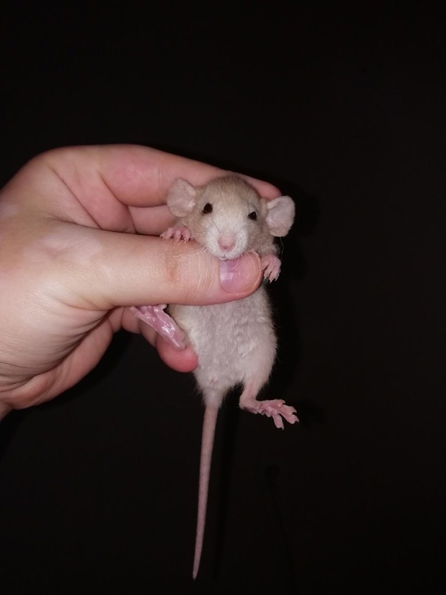 Опоссум и крыса