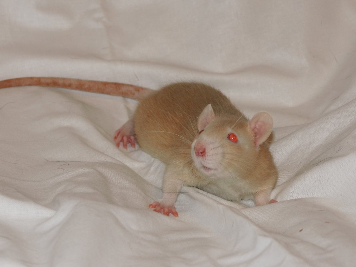 Сатиновая крыса Дамбо
