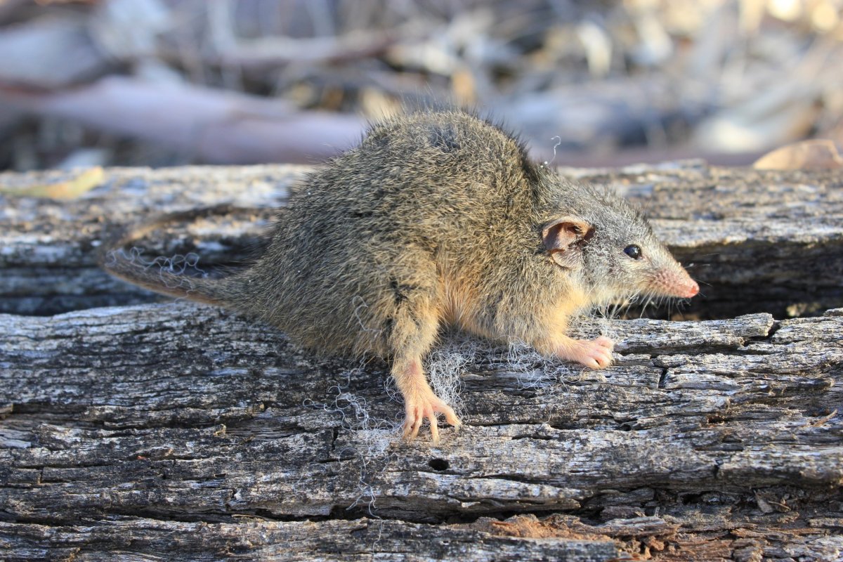 Сатиновая крыса рекс