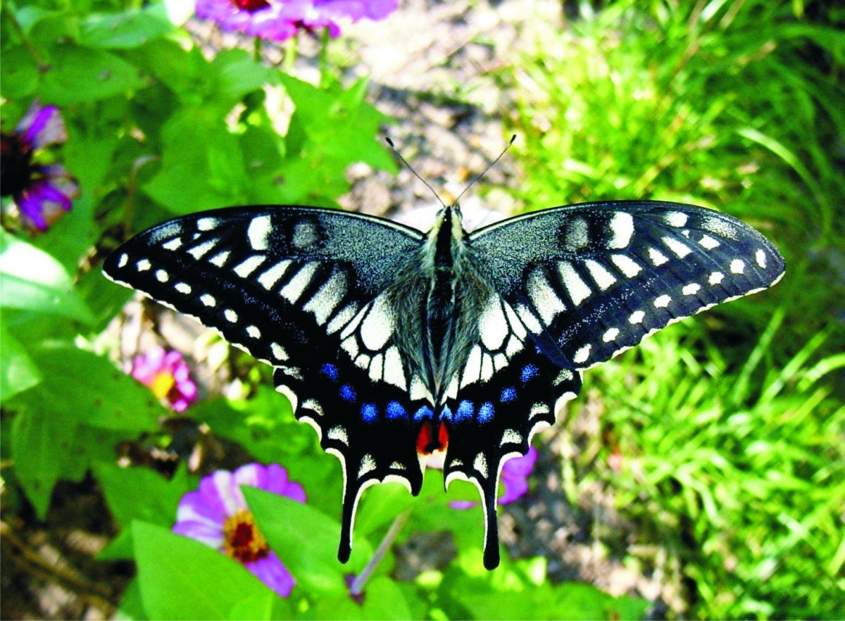 Махаон бабочка серая