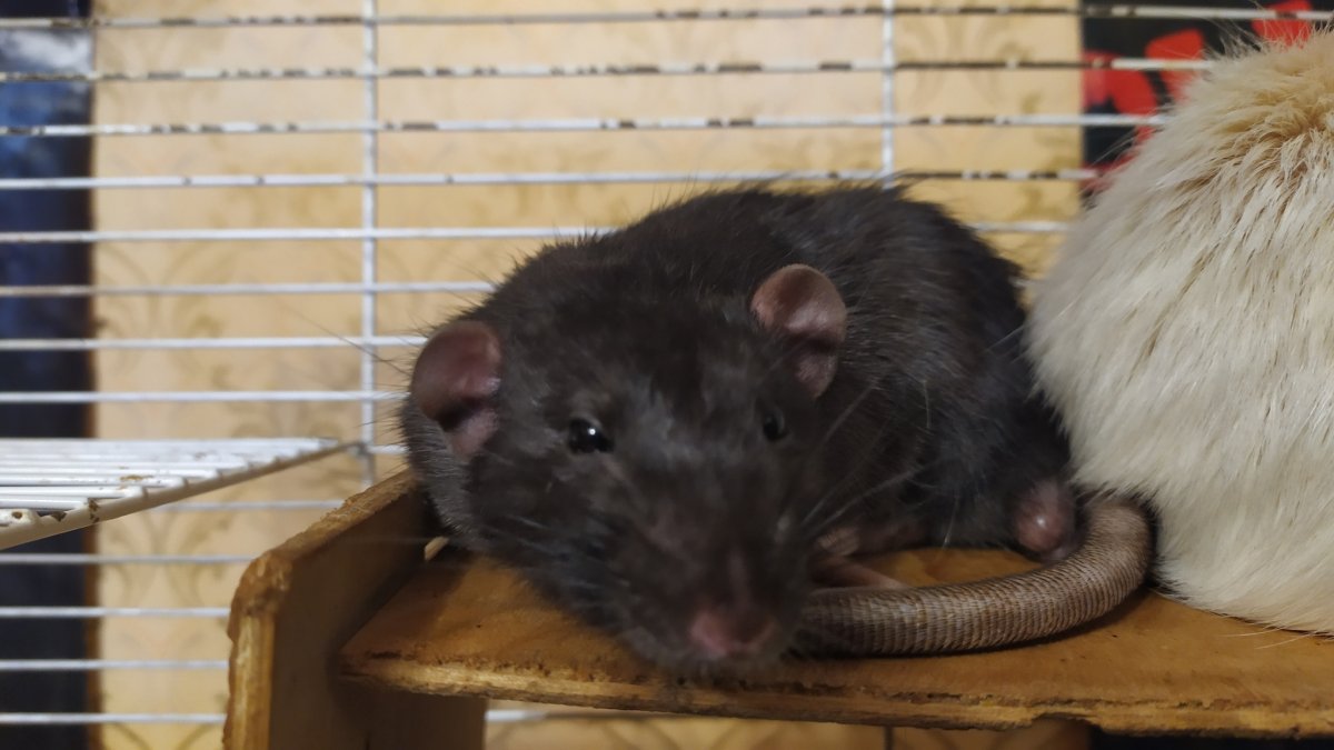 Фавн анатомия