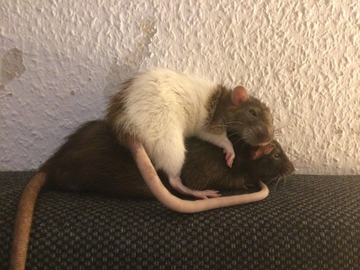 Пушистохвостая кроличья крыса