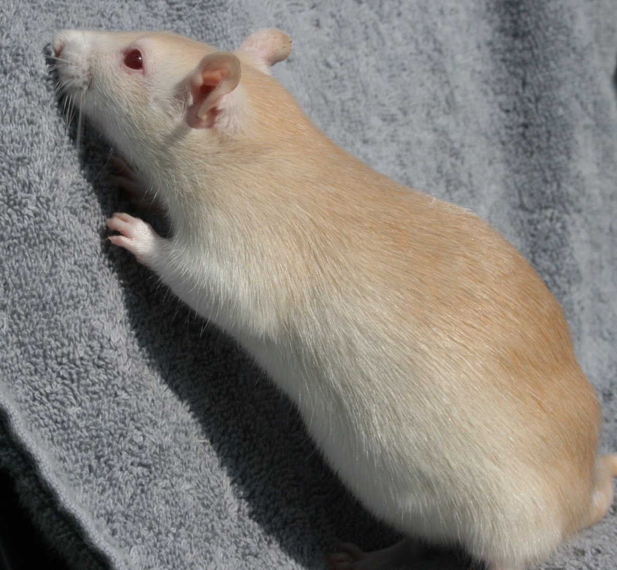 Крысиный Король МТГ