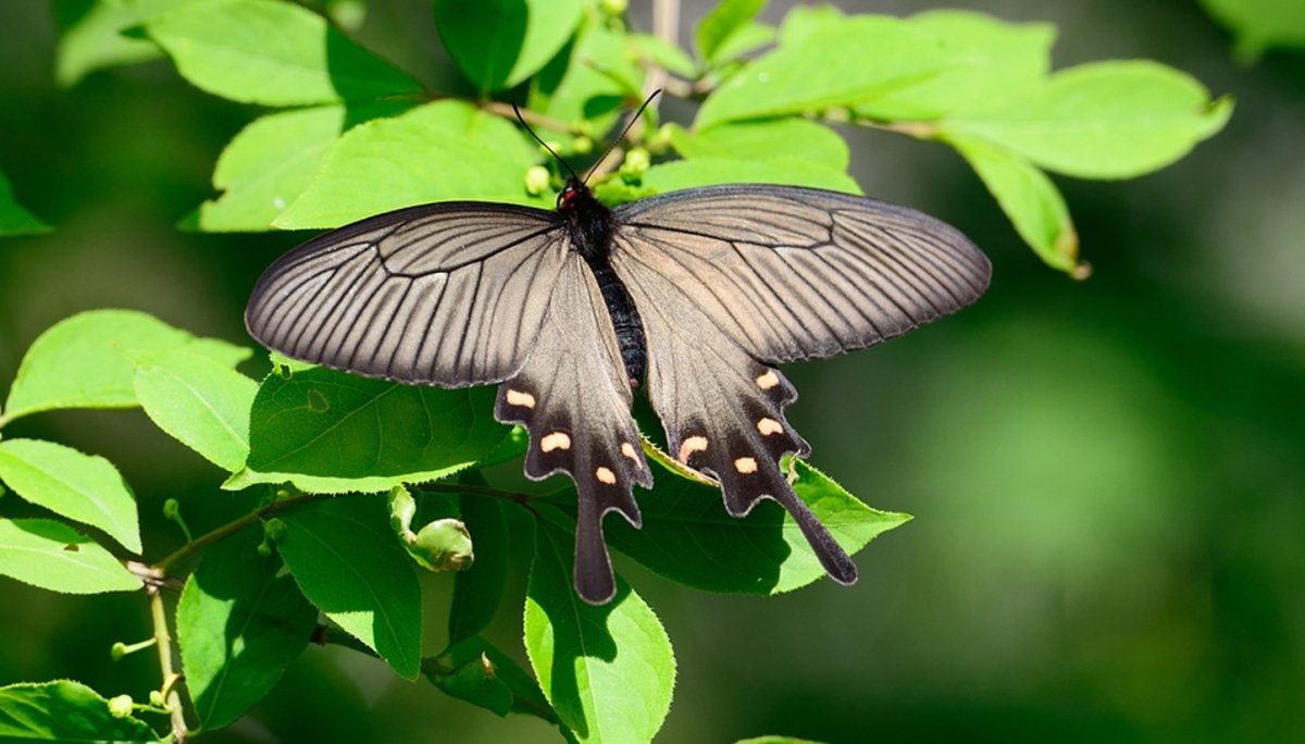 Парусник Алкиной