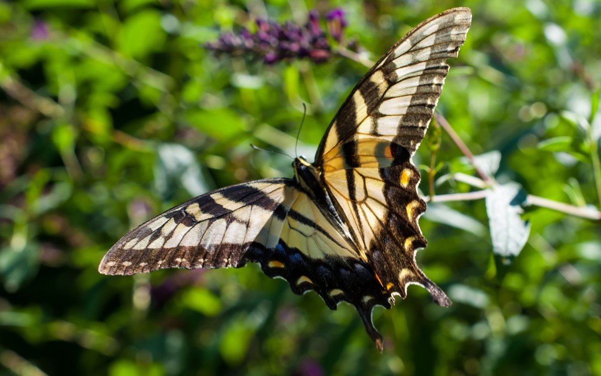 Бабочка парусник Махаон
