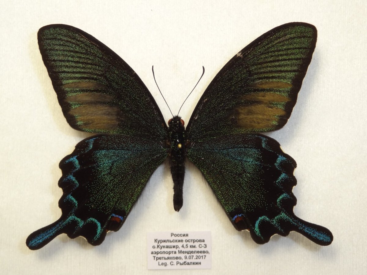 Хвостоносец Маака