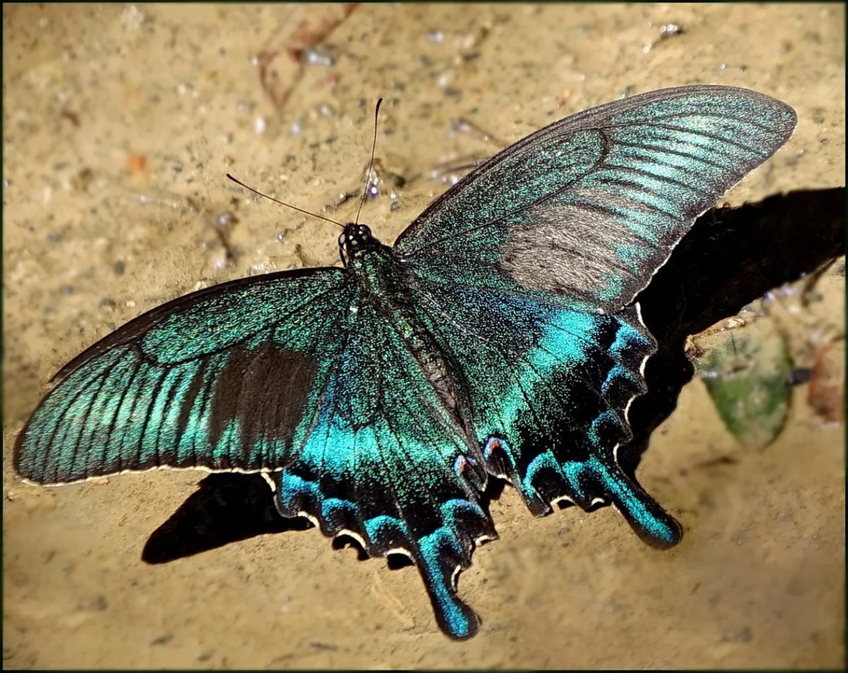 Парусник Маака бабочка