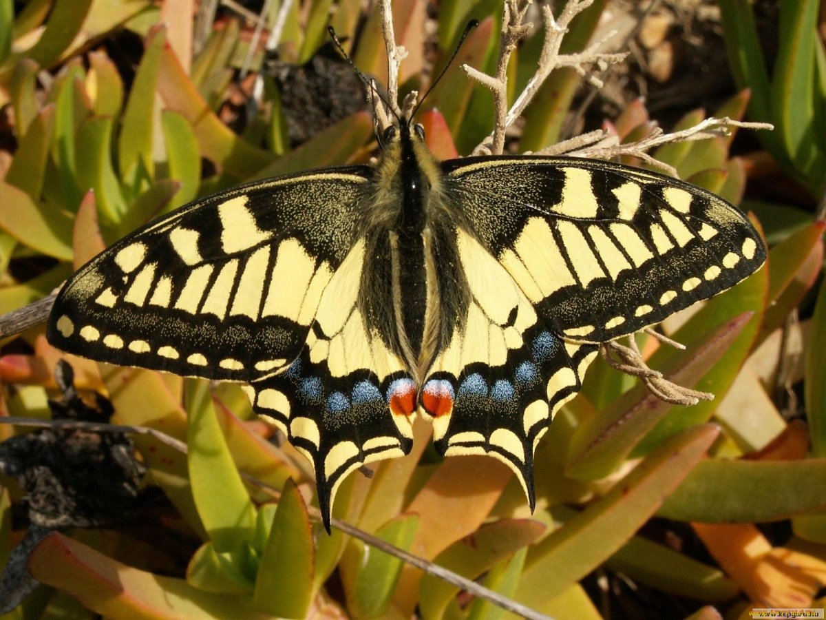 Изумрудный Махаон бабочка