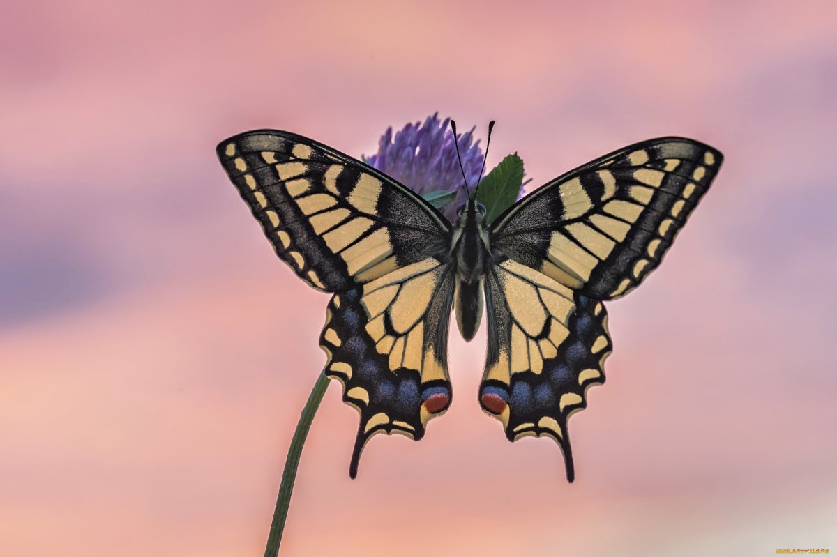 Бабочка Махаон обитающая в России