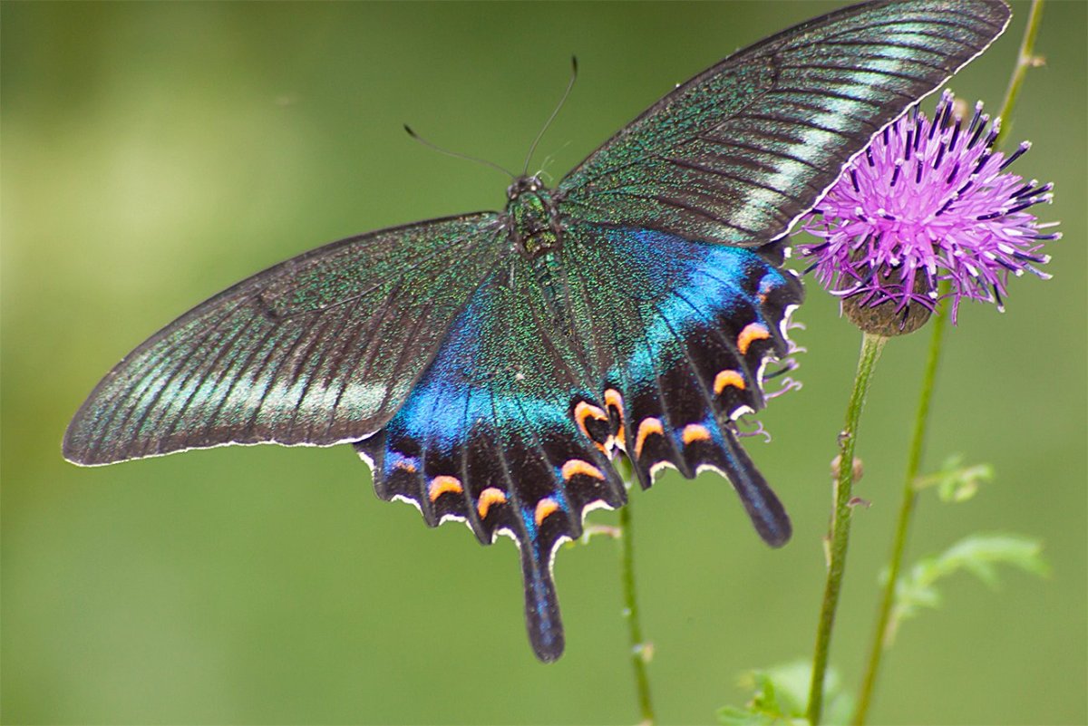 Хвостоносец Маака бабочка